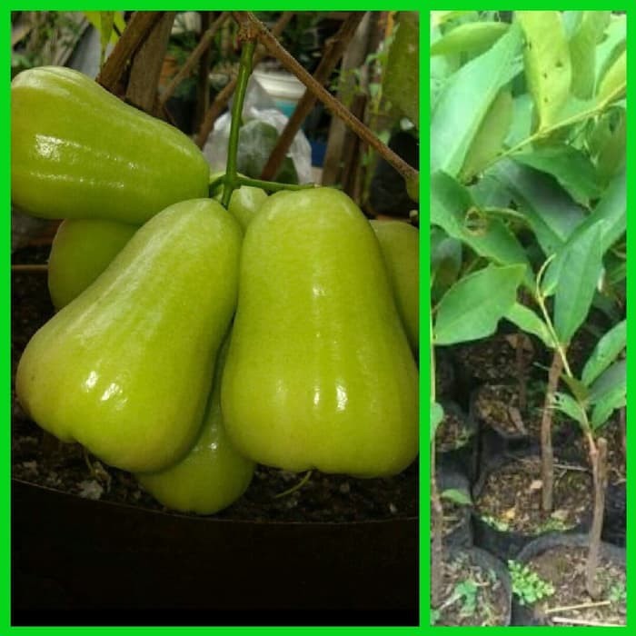 Bibit jambu air madu deli hijau