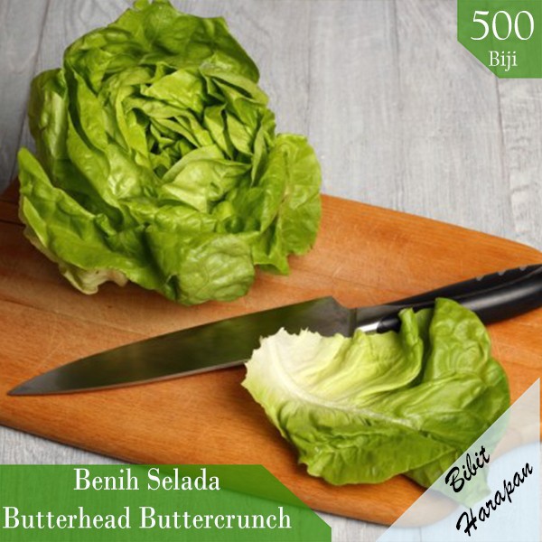 Benih Bibit Biji Selada Sayur Lettuce Butterhead Buttercrunch Sayuran
