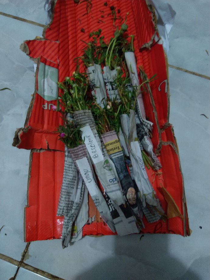 1paket Carnation Lokal