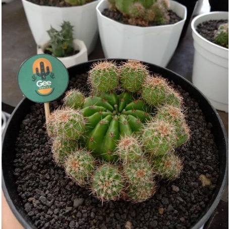 ❤️Kaktus besar cluster anakan / Sukulen / Tanaman kaktus / pot kaktus / kaktus ownroot / tanaman hia