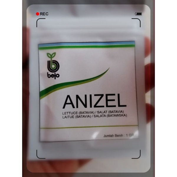 Benih selada batavia anizel Bejo seed