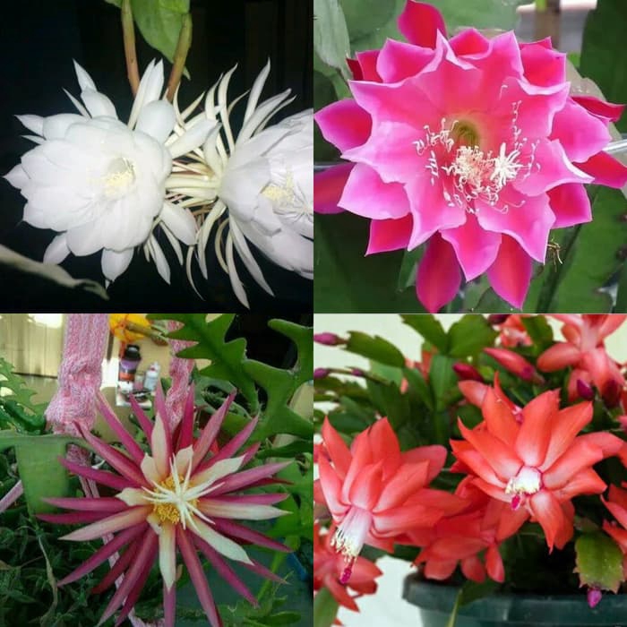 paket 4 tanaman hias wijaya kusuma - bibit bunga wijaya kusuma