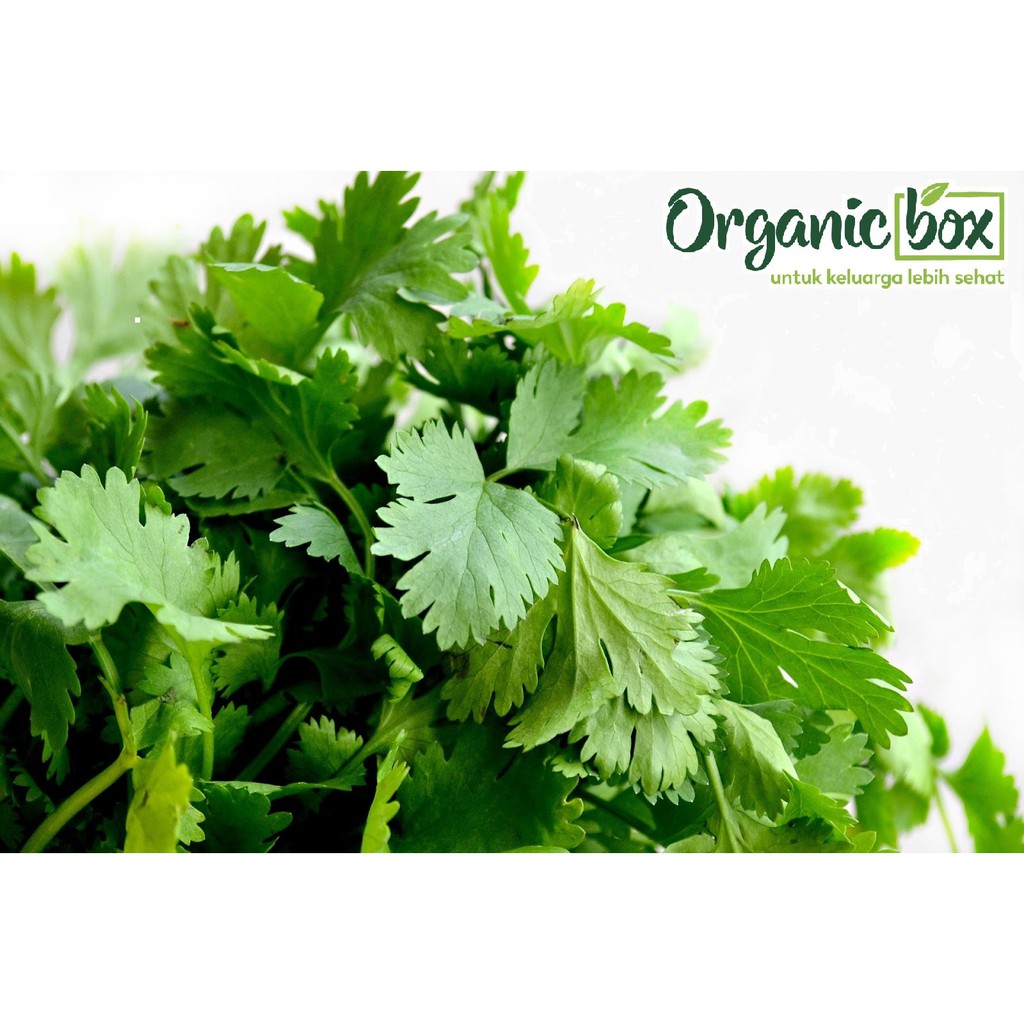 

DAUN KETUMBAR (CORIANDER) ORGANIK 100gr