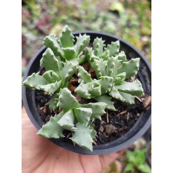 Sukulen - sukulen murah - sukulen cantik