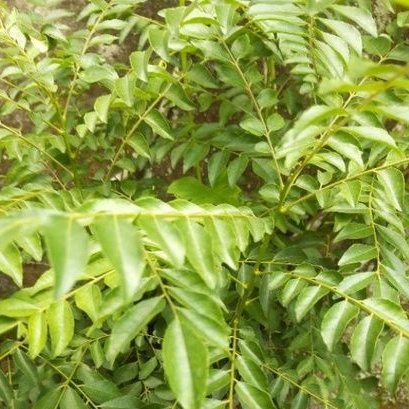 

DAUN KARI/DAUN KOJA/DAUN KOROBELEK