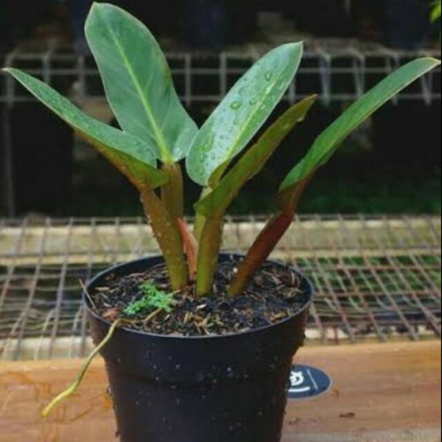 Philodendron melodii