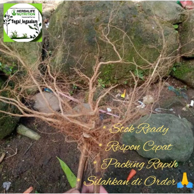 Akar Senggani / Hiasan Asesoris Aquarium