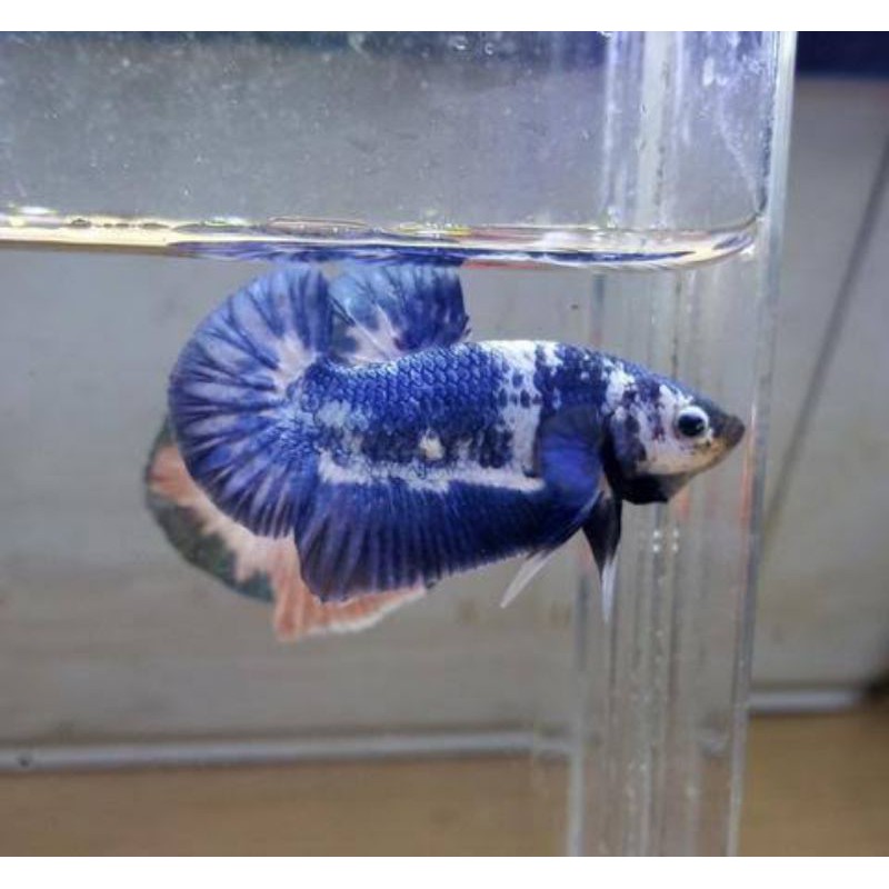 IKAN CUPANG BLUE PANDA LINE BLUE RIM THAILAND