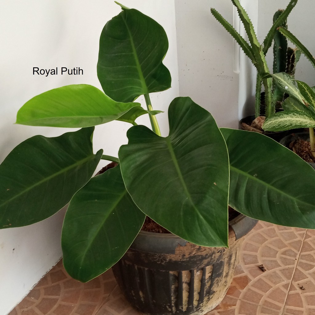 TANAMAN HIAS PHILODENDRON MARBLE / PHILO MARBLE DEWASA SIZE BESAR