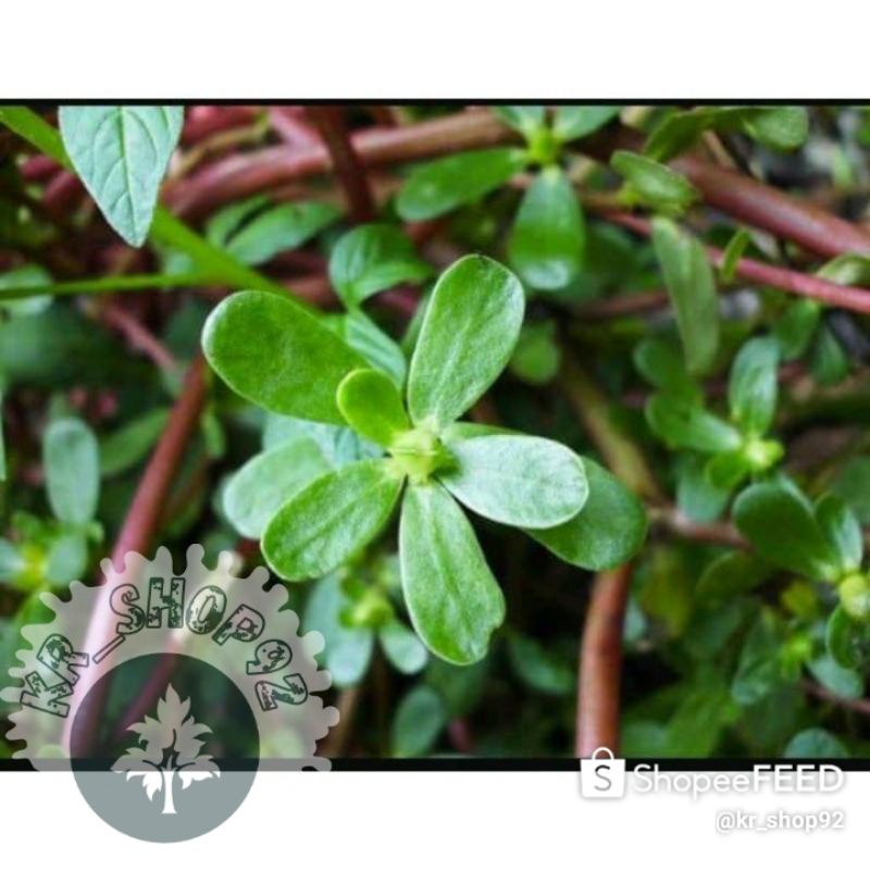 

Daun Krokot - Daun Gelang - krokot segar 100gr - Fresh