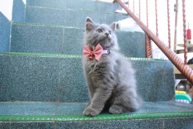 Dasi kupu-kupu exo - tic lucu untuk kucing dan anjing / bowtie kucing murah meriah