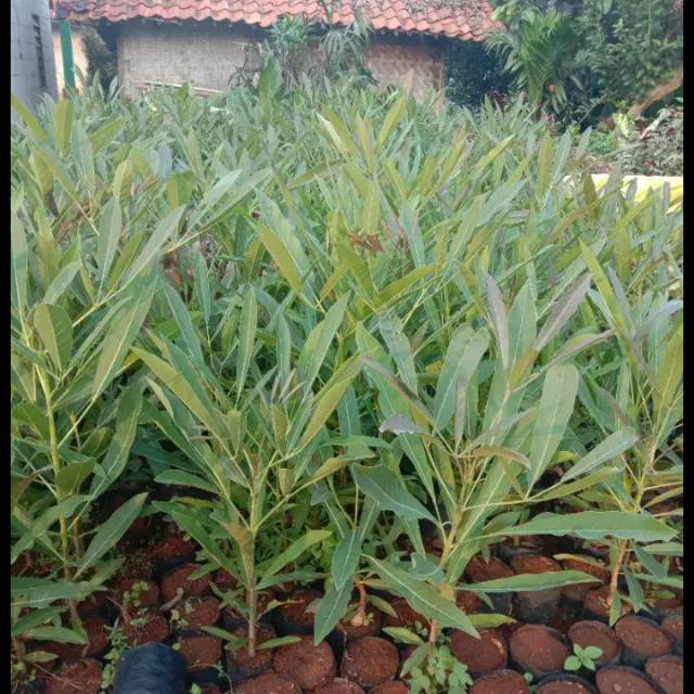 Tanaman Hias Bibit Tabebuya-Tabebuya Bunga sakura