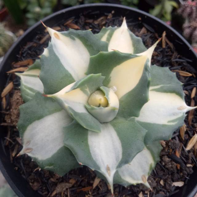 Agave Shoijiraijin variegata putih