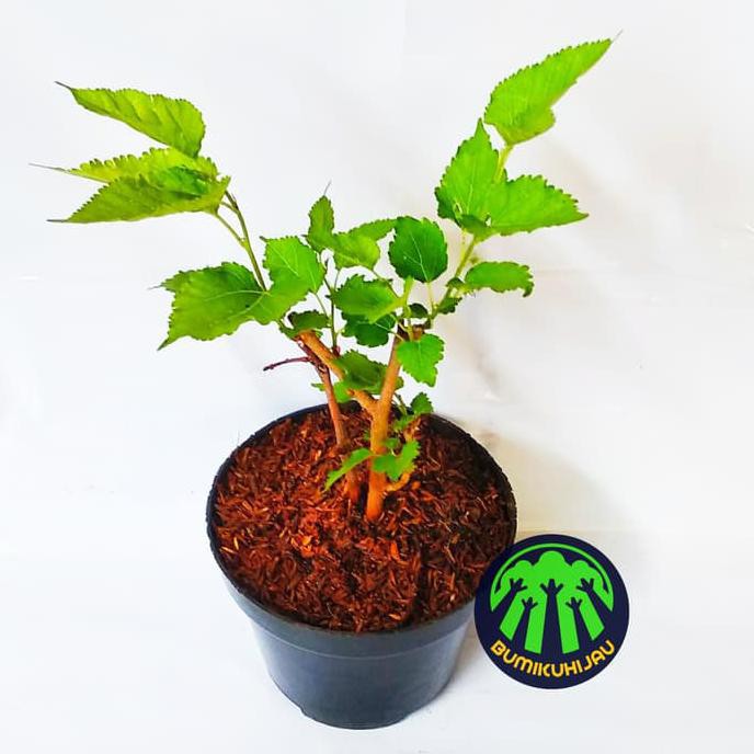 Voc Murbei Bibit Murbei Tanaman Murbei Buah Murbei Ng3Trend