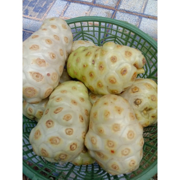 

Buah mengkuduk segar herbal 1kg