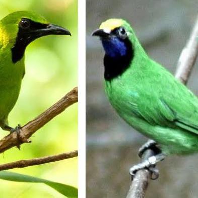 burung cucak daun ijo bahan pilihan