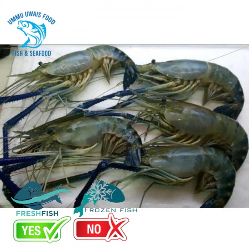 

Udang Galah Segar Besar - 1 Kilogram - Size 6 - 10