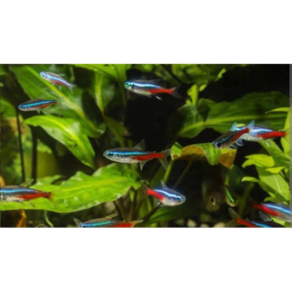 Ikan Neon Tetra Paket 30 ekor