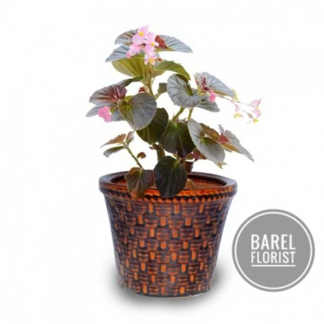 Tanaman hias , Daun Pink Begonia