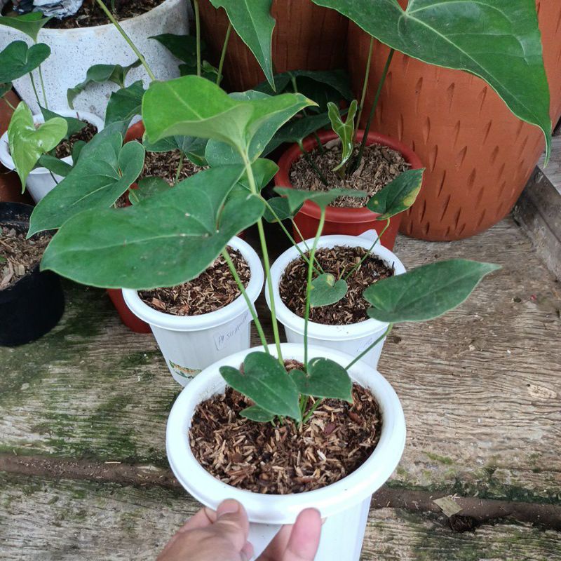 Anthurium Corong (brownii anthurium)