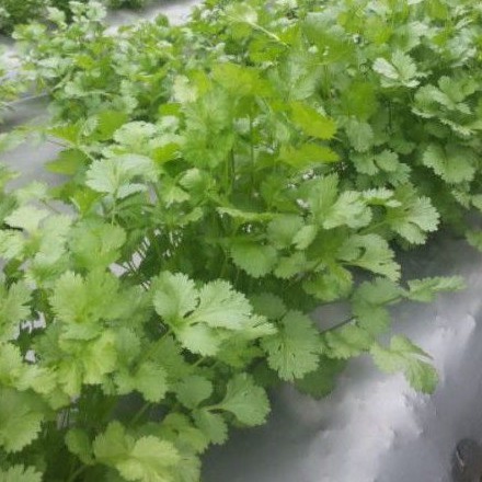 Daun ketumbar/wansui
