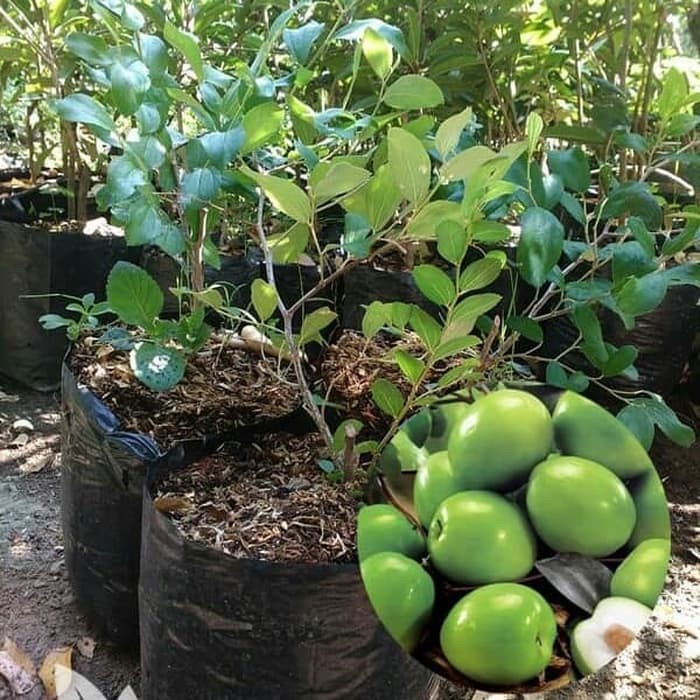 Obral Bibit Apel Futsa Apel Putsa Apel India Pohon Apel Buah Apel Terlaris