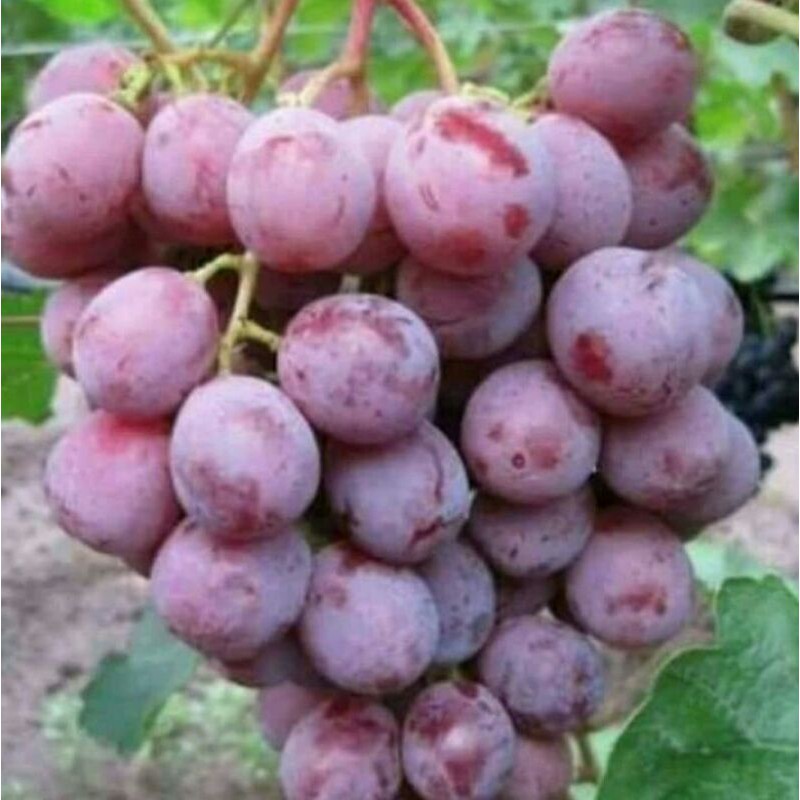 Bibit Anggur lokal Merah Manis Segar Red Prince Cuting Batang Cepat Berbuah