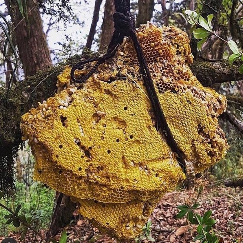 

Mad Honey - Madu Tebing Himalaya
