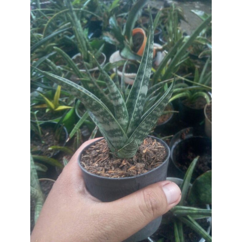 Sansevieria Hybrid Cordova x Balyii