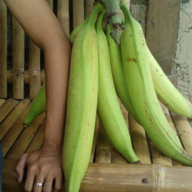 

Pisang panjang jumbo 1 kg