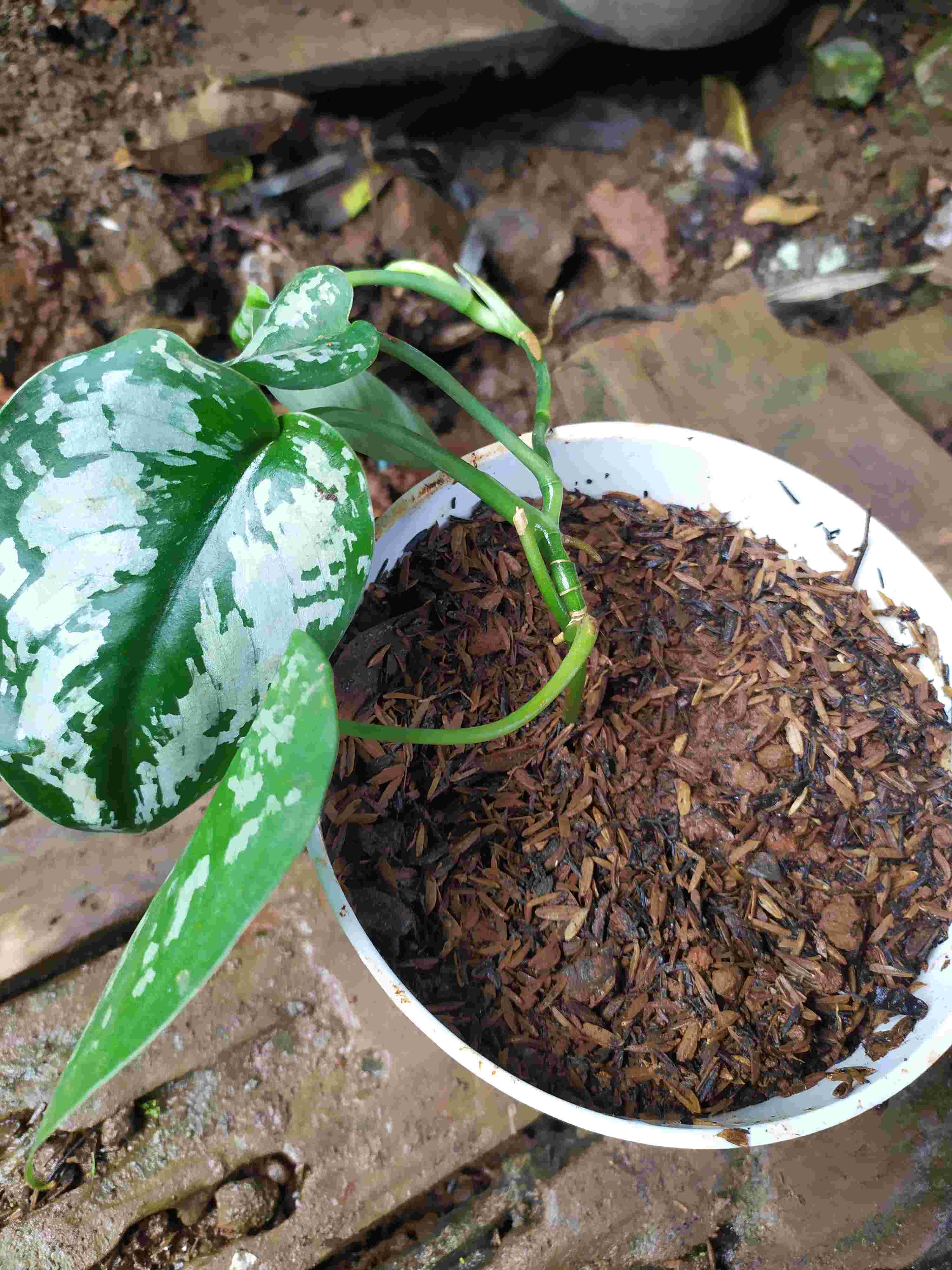 tanaman hias sirih gading silver | Shopee Indonesia