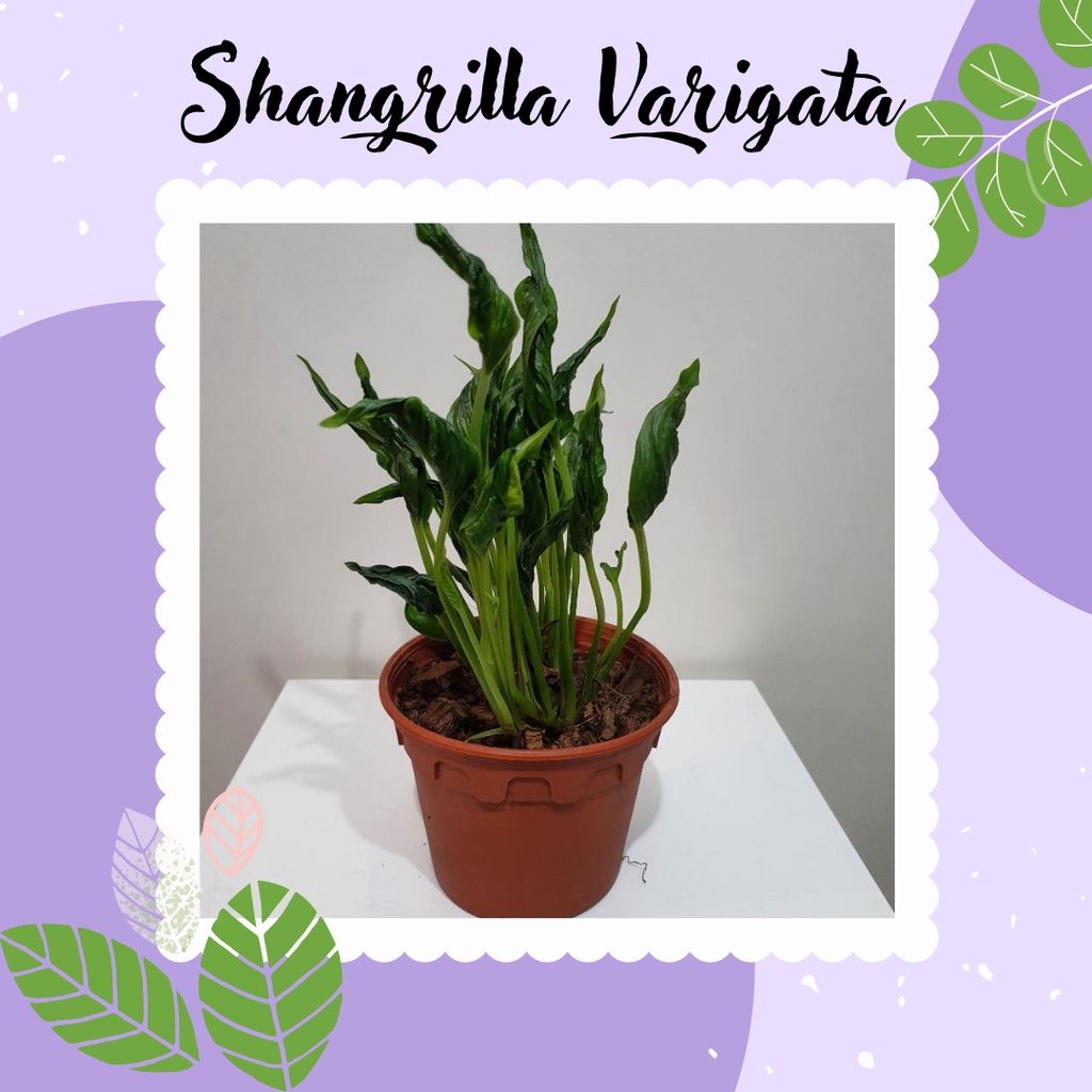 Tanaman Hias Shangrila Varigata Tanaman Epipremnum Shangrila