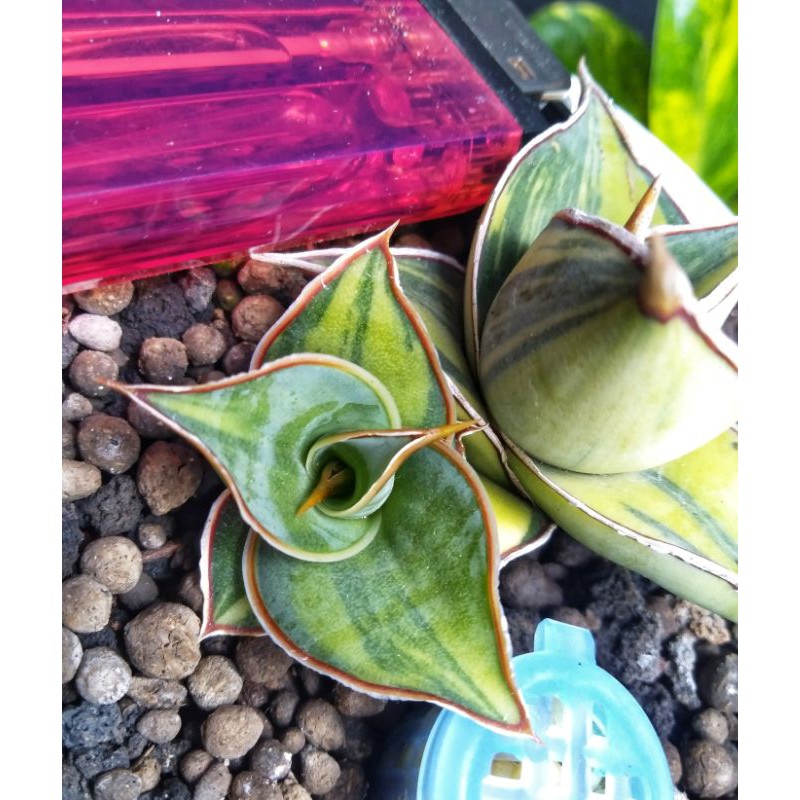 sansevieria pinguicula var