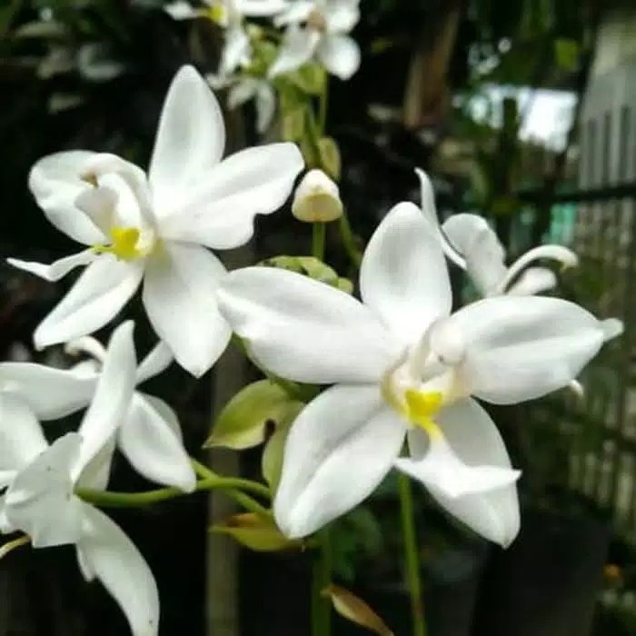 tanaman hias anggrek tanah bunga putih - bibit tanaman