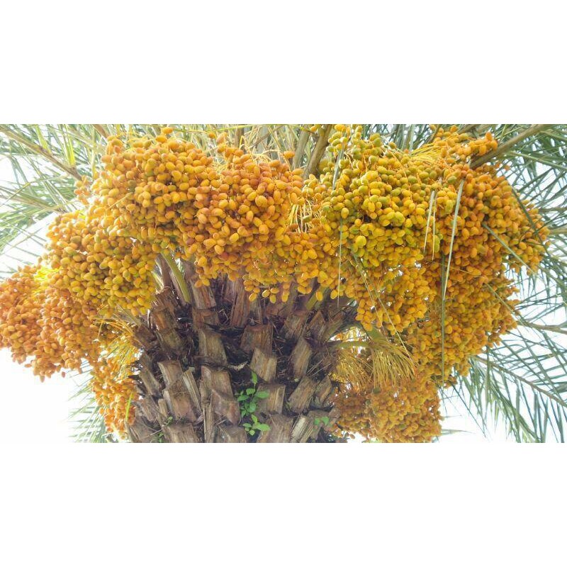 Bibit Kurma Kuning/ Benih Tanaman Pohon Kurma Kuning/ Bibit Buah Kurma