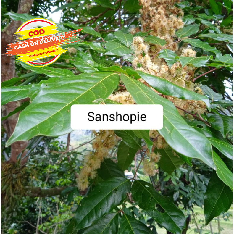 

Daun pohon jengkol segar 500 gram