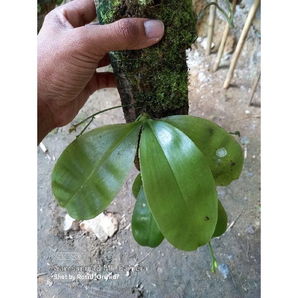 PHALAENOPSIS MODESTA SEMI ALBA DAUN BULAT RAWATAN