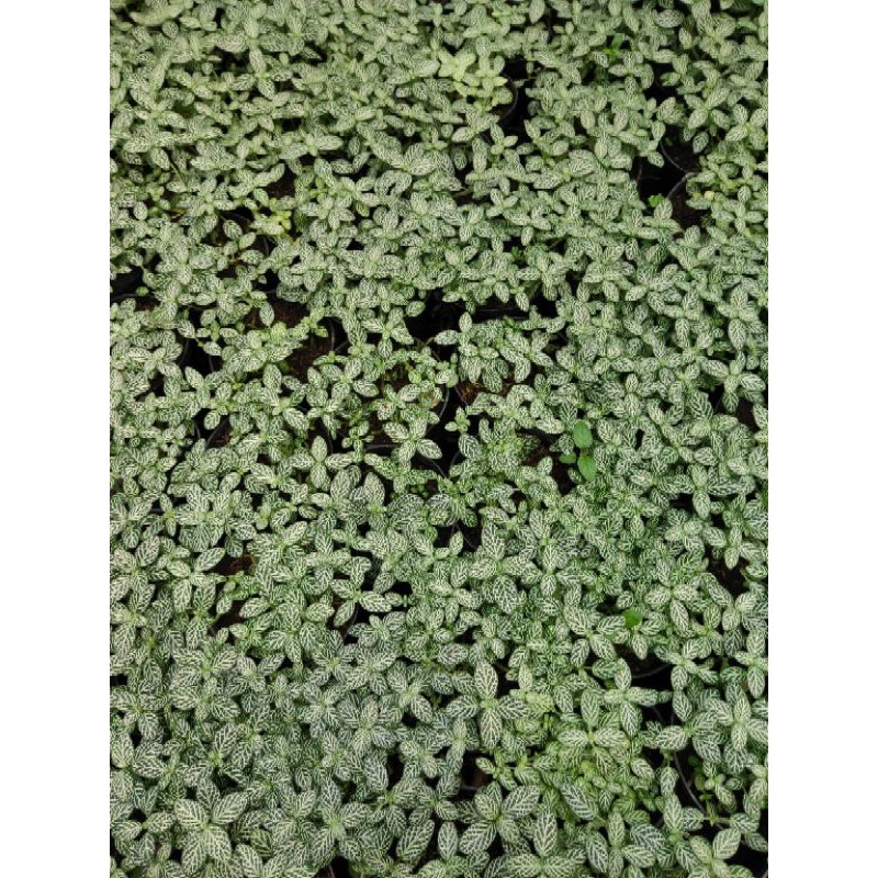 Tanaman Hias Fittonia Hijau (Fittonia spp.) (Isi 4 Batang Tanaman) Pohon Hidup