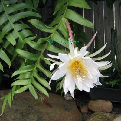 wijaya kusuma putih wayang Selenicereus chrysocardium (Fernleaf Cactus)