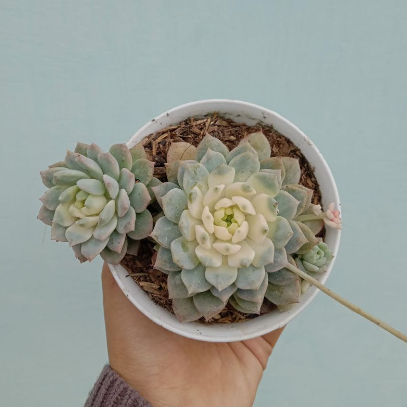 Sukulen Echeveria Prolifica Kuning | Prolifica Mutasi