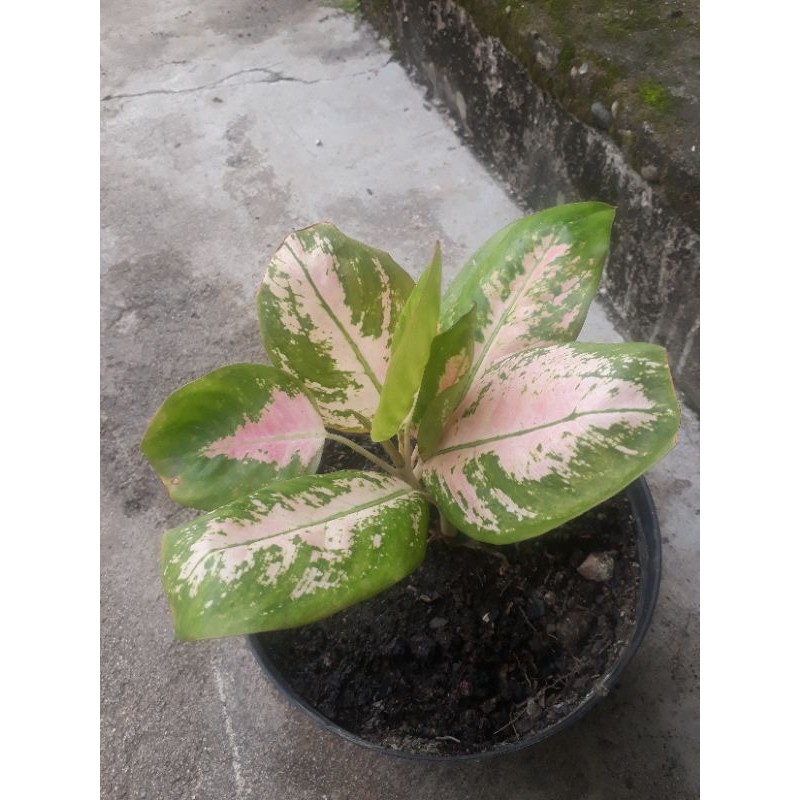 aglaonema kochin
