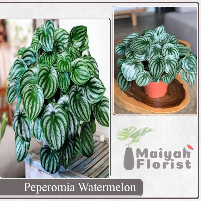 Peperomia Watermelon