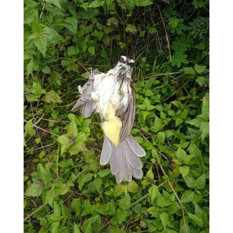 63 Gambar Burung Kutilang Gratis Terbaik