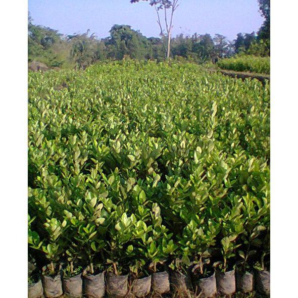 I9F Bibit Jeruk Nipis Manis Pohon Jeruk Nipis Manis Tanaman Buah Herbal - Nipis Manis Nimas