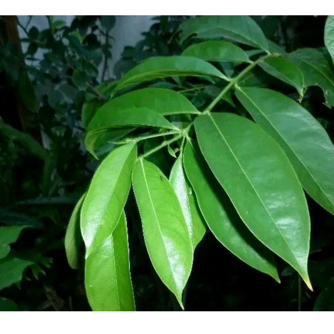 

Daun mahkota dewa segar per 250 gram