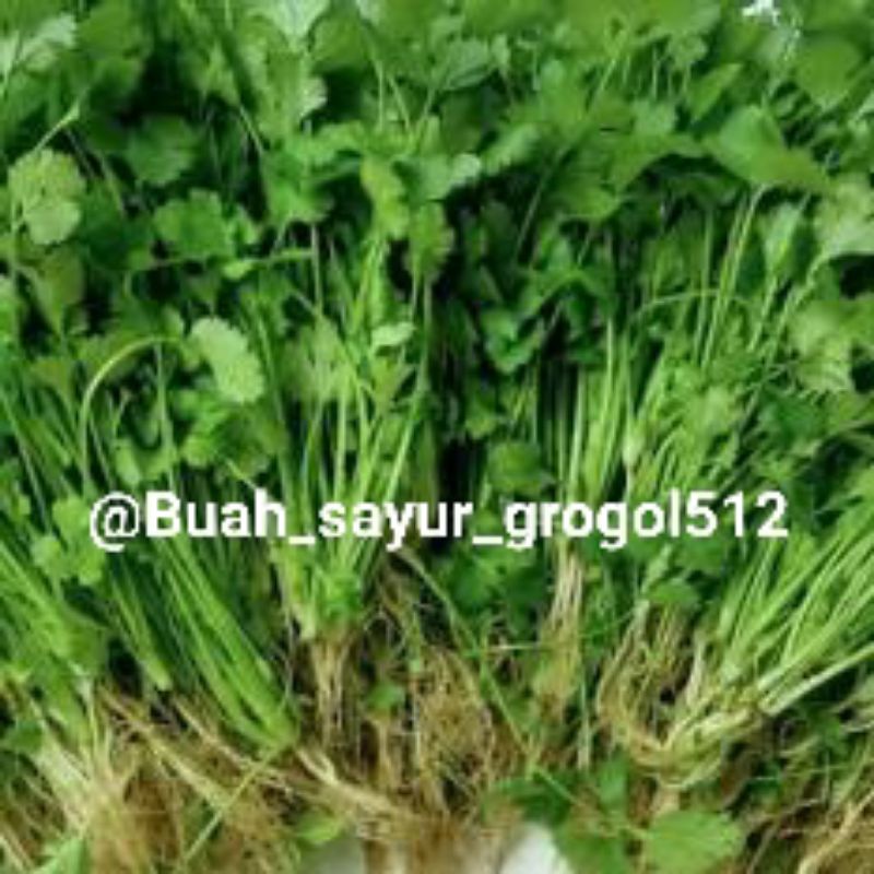 

Daun seledri _ 1 ikat