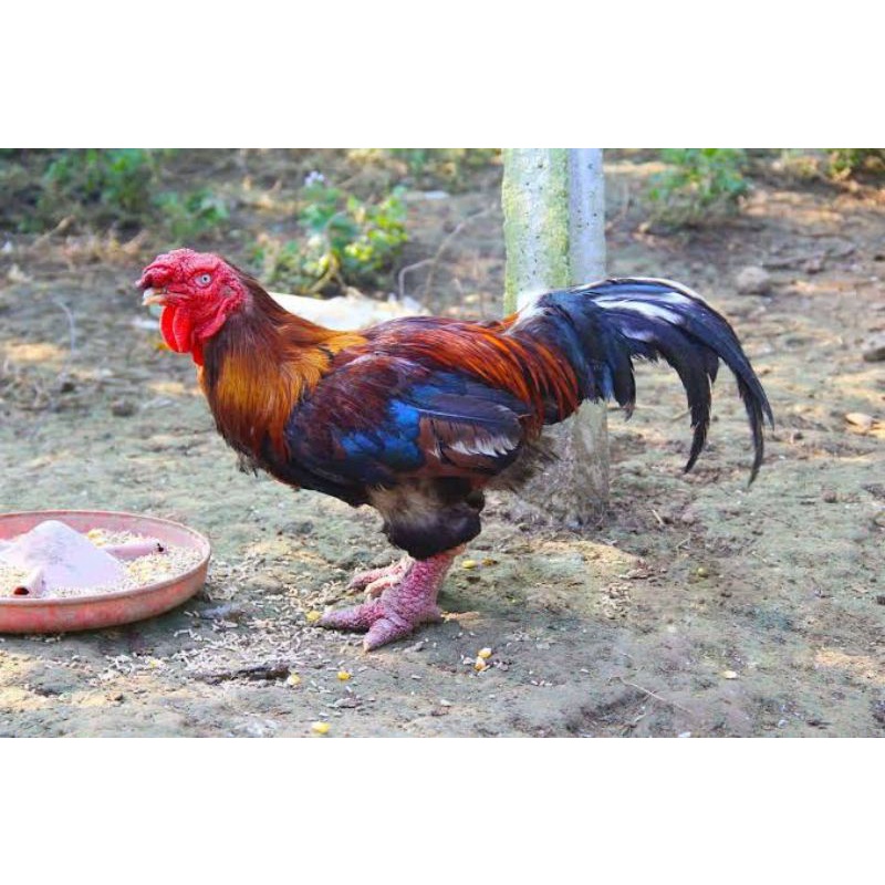 TELUR AYAM DONG TAO FERTIL UNTUK DITETASKAN