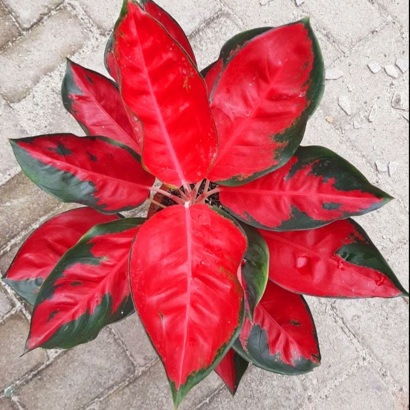 Aglaonema Suksom Jaipong / Aglonema Suksom Jaipong florist nursery / Aglonema Suksom Jaipong (Tanama