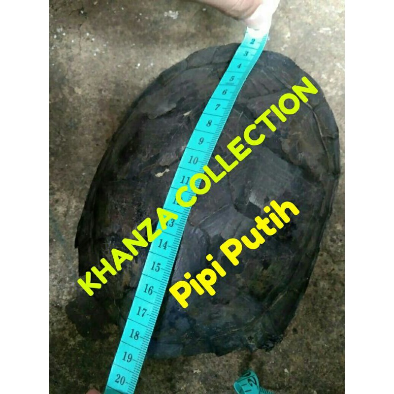 Terlaris...Kura-Kura Pipi Putih/Piput Indukan Sepasang (Free Pelet+ Daun Ketapang)