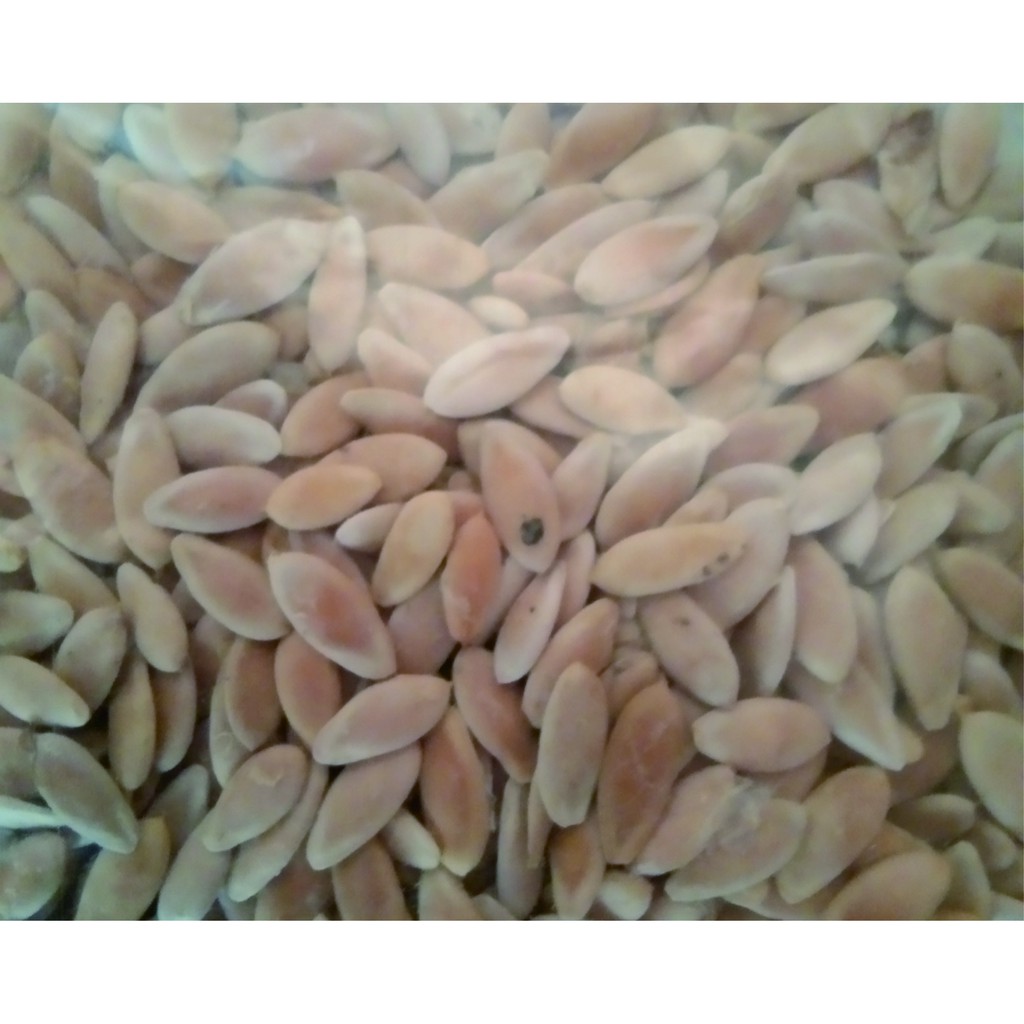 50 BIBIT KRAI / TIMUN KRAI / PARE BELUT SUPER